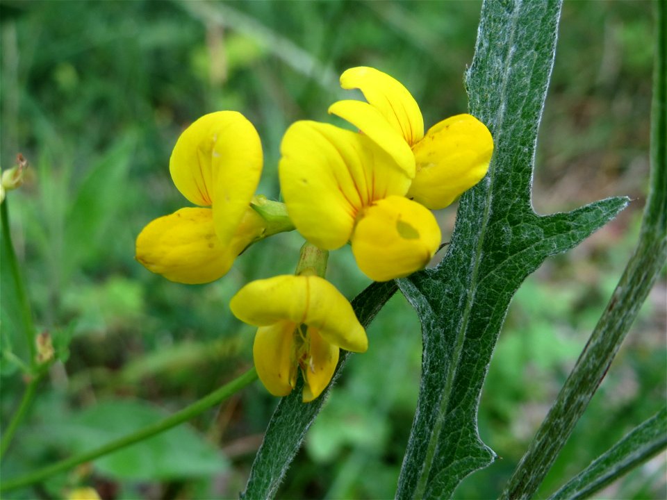 Gewöhnlicher Hornklee (Lotus corniculatus) im Naturschutzgebiet Birzberg