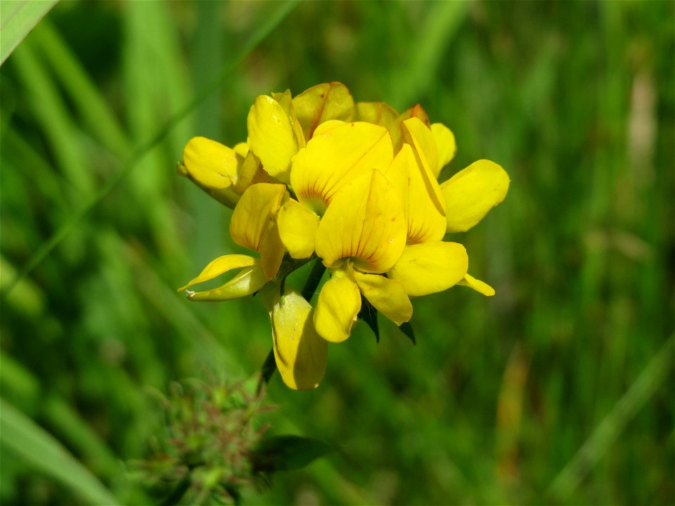 Gewöhnlicher Hornklee (Lotus corniculatus) am Geißböckelgraben bei Philippsburg