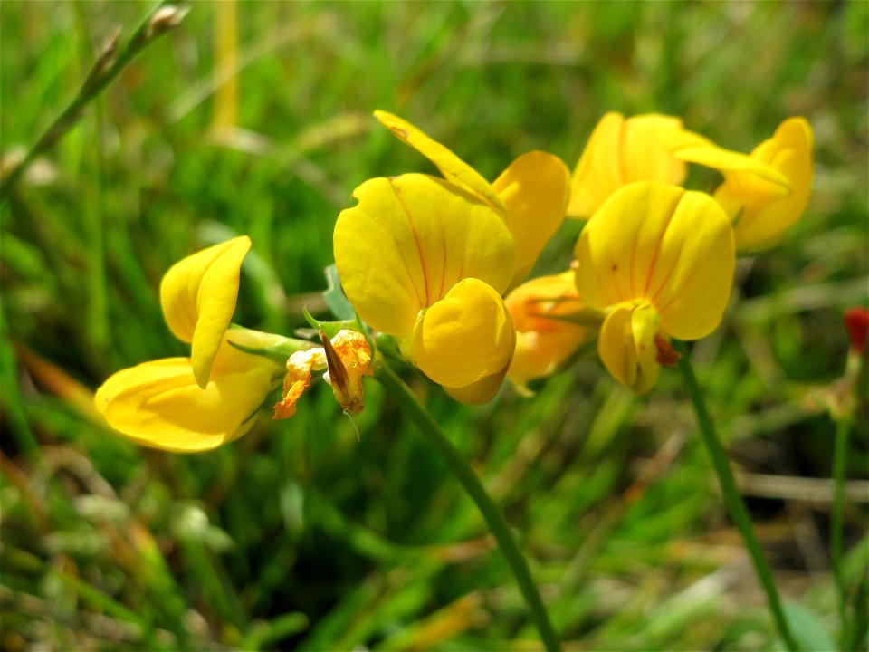 Gewöhnlicher Hornklee (Lotus corniculatus) bei Reilingen