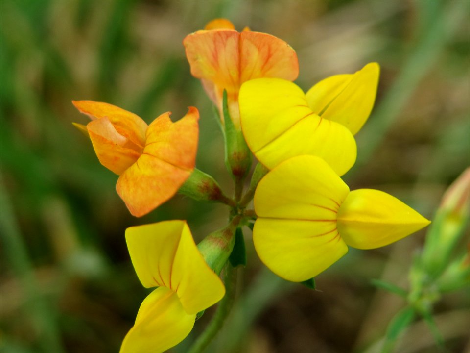 Gewöhnlicher Hornklee (Lotus corniculatus) im Hockenheimer Rheinbogen