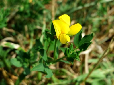 Gewöhnlicher Hornklee (Lotus corniculatus) an der Elisabethenstraße bei Wiesbaden photo