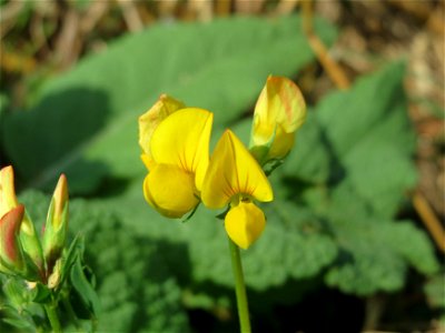Gewöhnlicher Hornklee (Lotus corniculatus) an der Elisabethenstraße bei Wiesbaden