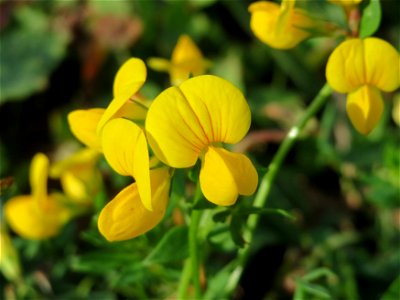 Gewöhnlicher Hornklee (Lotus corniculatus) in Heidelberg