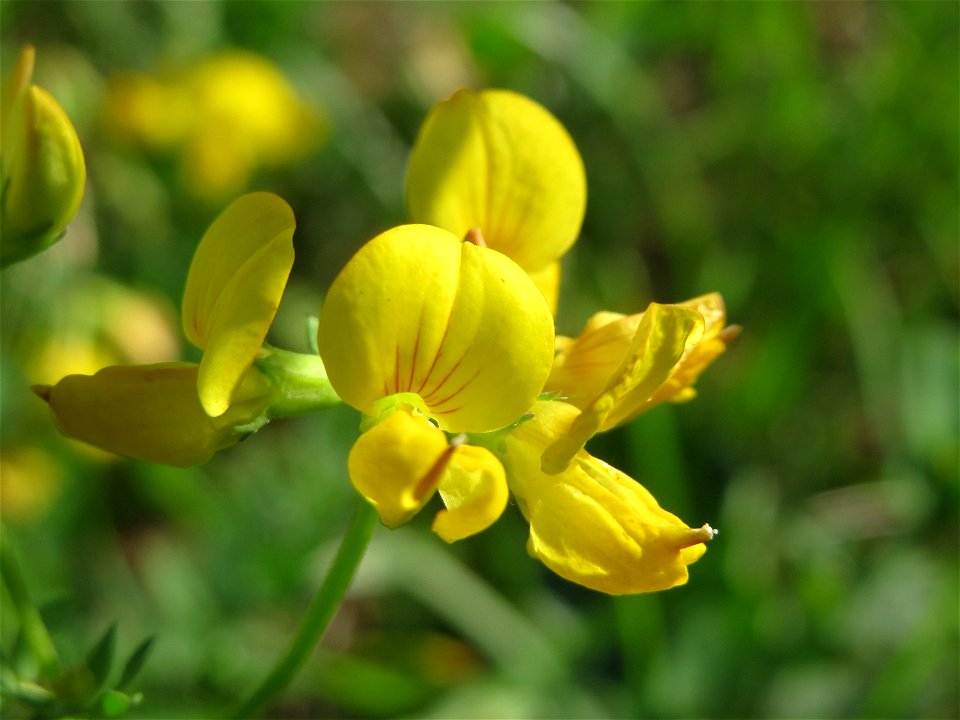 Gewöhnlicher Hornklee (Lotus corniculatus) in Hockenheim