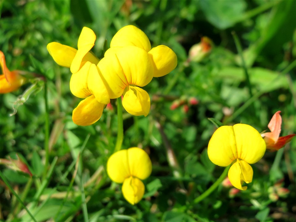 Gewöhnlicher Hornklee (Lotus corniculatus) am Schalkenmehrener Maar