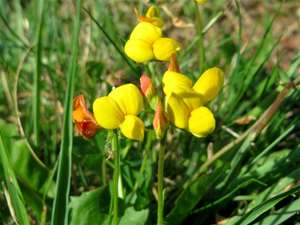 Gewöhnlicher Hornklee (Lotus corniculatus) am Schalkenmehrener Maar