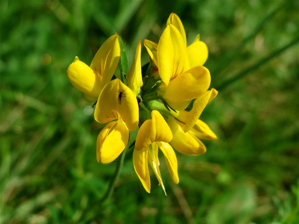 Gewöhnlicher Hornklee (Lotus corniculatus) im Naturschutzgebiet Mürmes