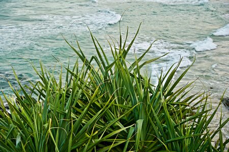 Landscape marine green sea