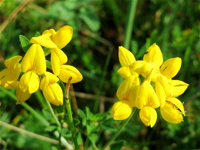Gewöhnlicher Hornklee (Lotus corniculatus) im Naturschutzgebiet Mürmes