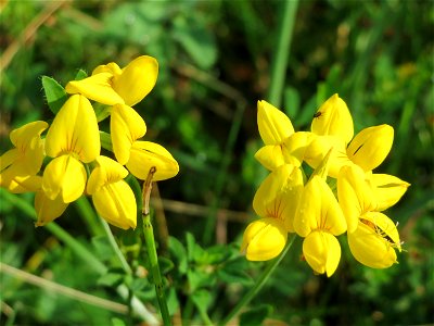 Gewöhnlicher Hornklee (Lotus corniculatus) im Naturschutzgebiet Mürmes photo