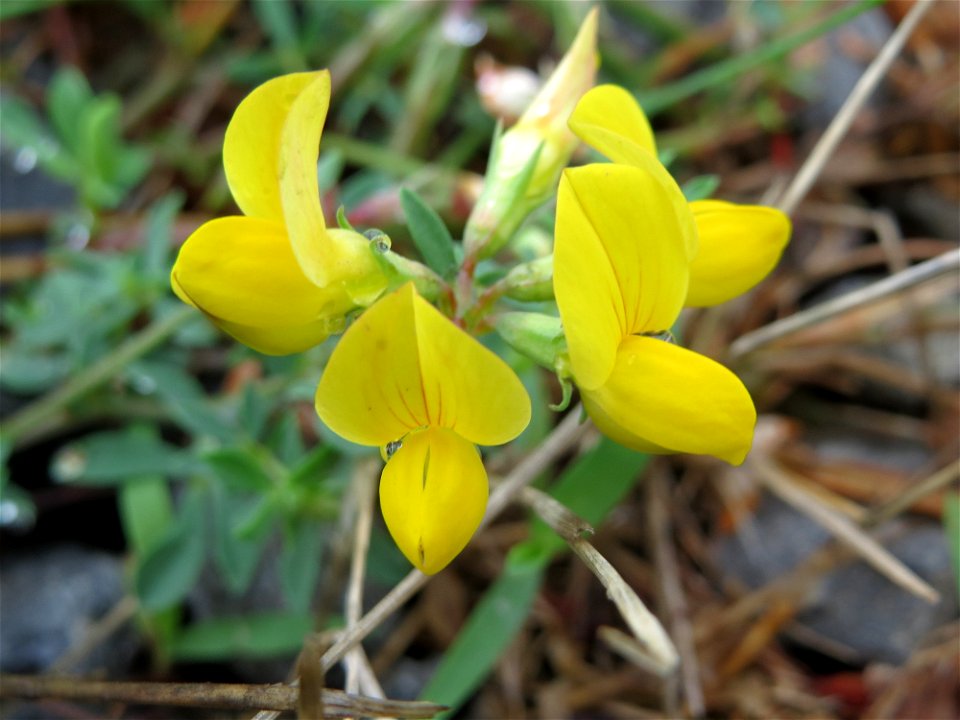 Gewöhnlicher Hornklee (Lotus corniculatus) am Bahnhof Bruchmühlbach-Miesau