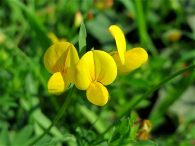 Gewöhnlicher Hornklee (Lotus corniculatus) in Hockenheim-Talhaus