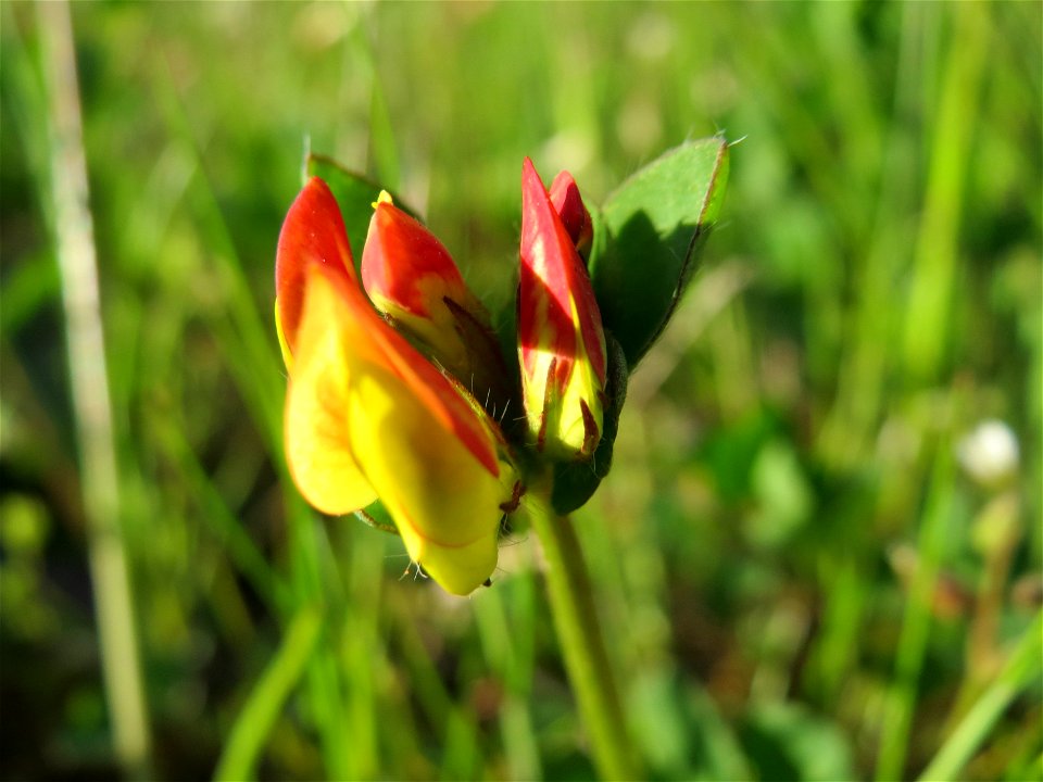 Gewöhnlicher Hornklee (Lotus corniculatus) an der A620 in Alt-Saarbrücken