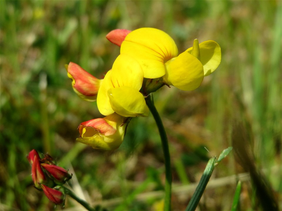 Gewöhnlicher Hornklee (Lotus corniculatus) an der A620 in Alt-Saarbrücken