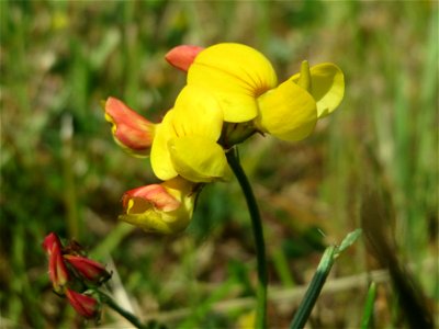 Gewöhnlicher Hornklee (Lotus corniculatus) an der A620 in Alt-Saarbrücken