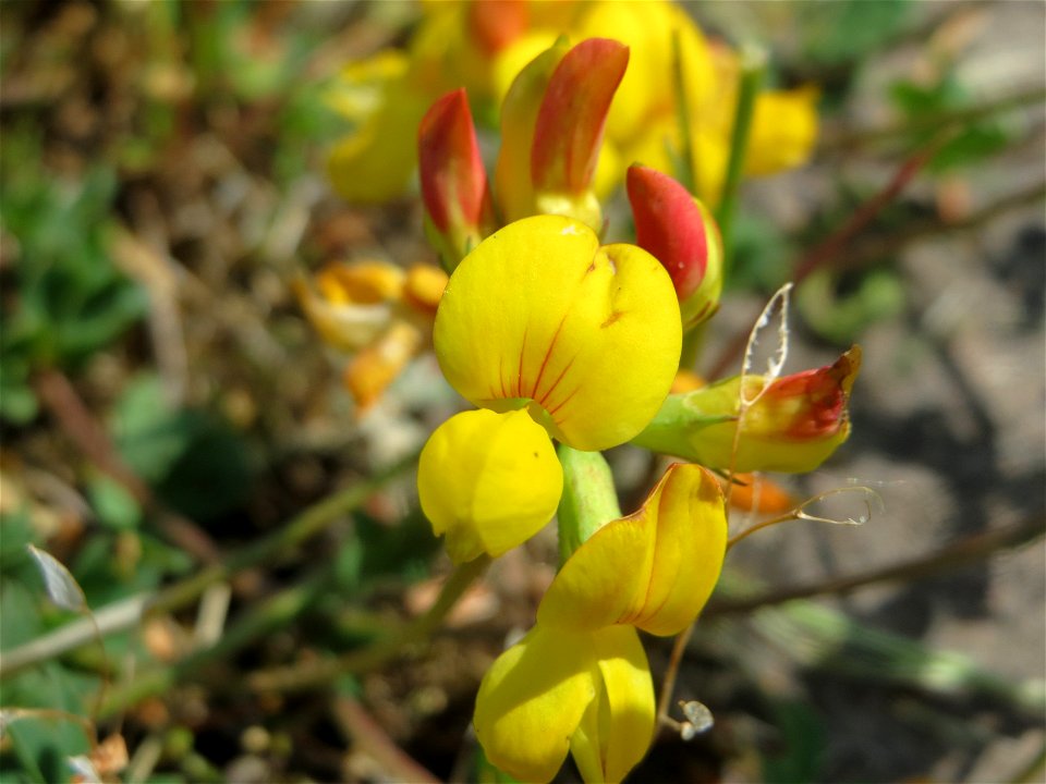 Gewöhnlicher Hornklee (Lotus corniculatus) an der A620 in Alt-Saarbrücken
