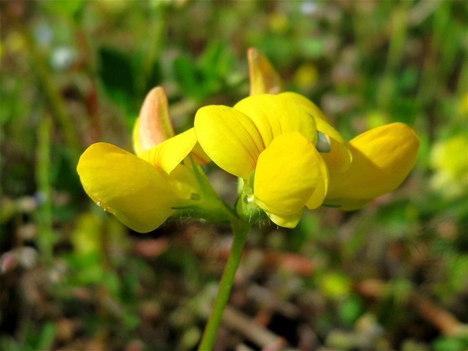 Gewöhnlicher Hornklee (Lotus corniculatus) in Bruchmühlbach-Miesau