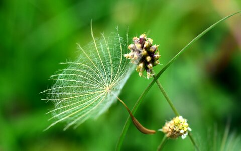 Seeds nature dandelion