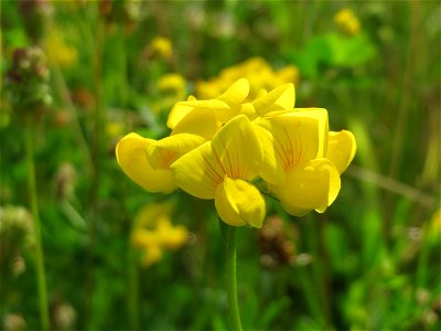 Gewöhnlicher Hornklee (Lotus corniculatus) in den Horststückern im Landschaftsschutzgebiet Hockenheimer Rheinbogen