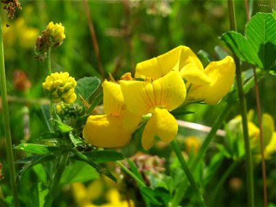Gewöhnlicher Hornklee (Lotus corniculatus) in den Horststückern im Landschaftsschutzgebiet Hockenheimer Rheinbogen