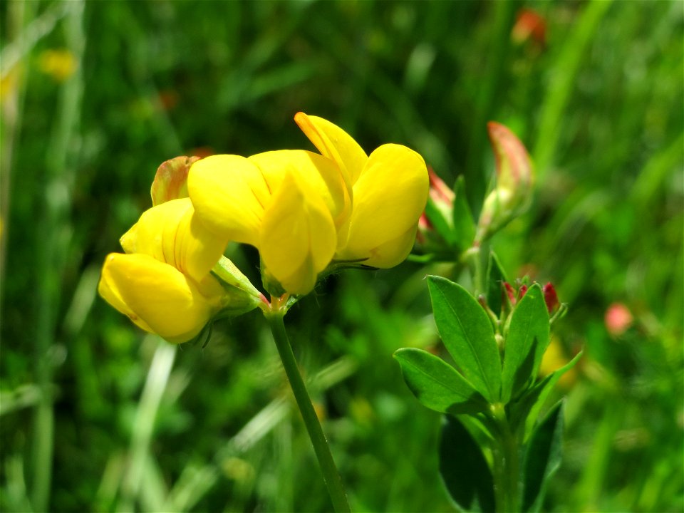 Gewöhnlicher Hornklee (Lotus corniculatus) an der Saar in Saarbrücken