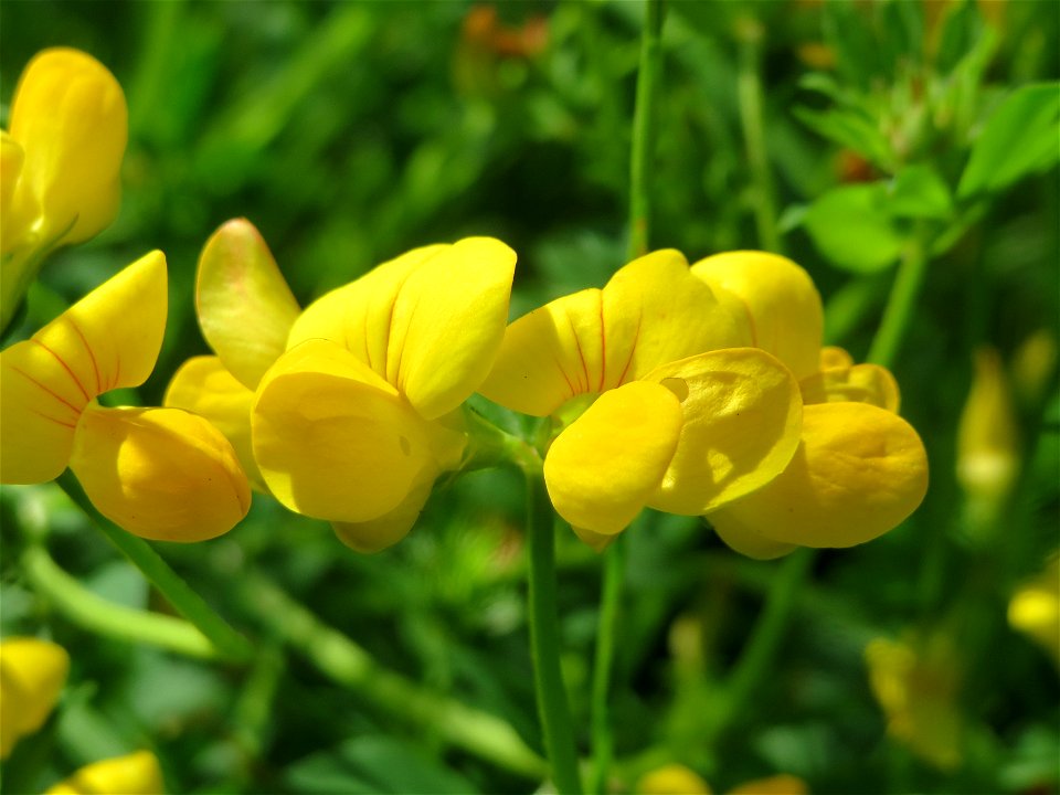 Gewöhnlicher Hornklee (Lotus corniculatus) an der Saar in Saarbrücken