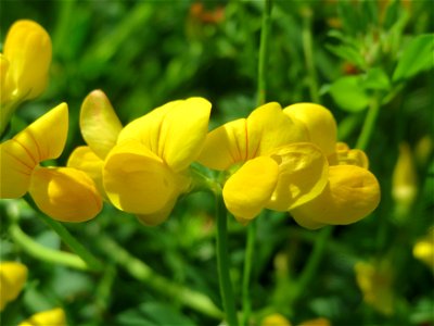 Gewöhnlicher Hornklee (Lotus corniculatus) an der Saar in Saarbrücken