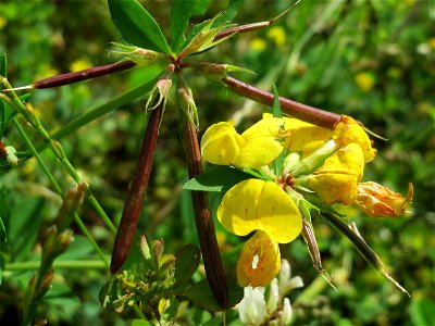 Gewöhnlicher Hornklee (Lotus corniculatus) am Osthafen in Saarbrücken