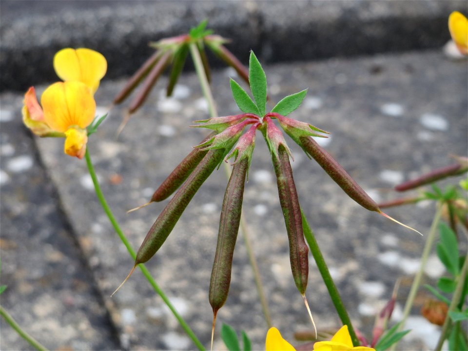 Gewöhnlicher Hornklee (Lotus corniculatus) in Bruchmühlbach-Miesau