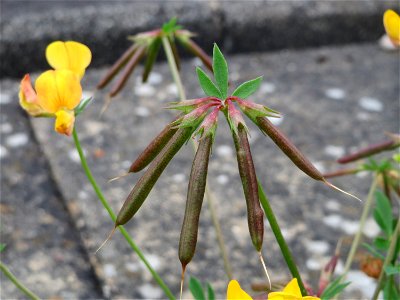 Gewöhnlicher Hornklee (Lotus corniculatus) in Bruchmühlbach-Miesau