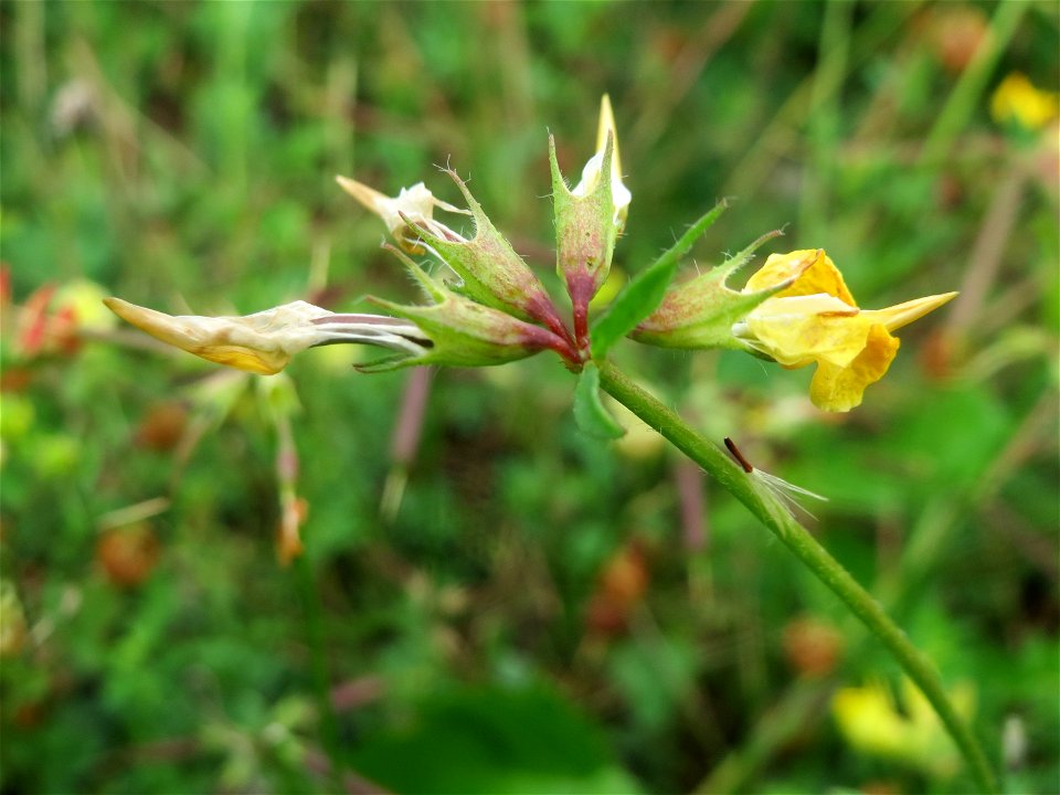 Gewöhnlicher Hornklee (Lotus corniculatus) in Bruchmühlbach-Miesau
