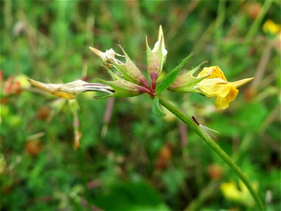 Gewöhnlicher Hornklee (Lotus corniculatus) in Bruchmühlbach-Miesau