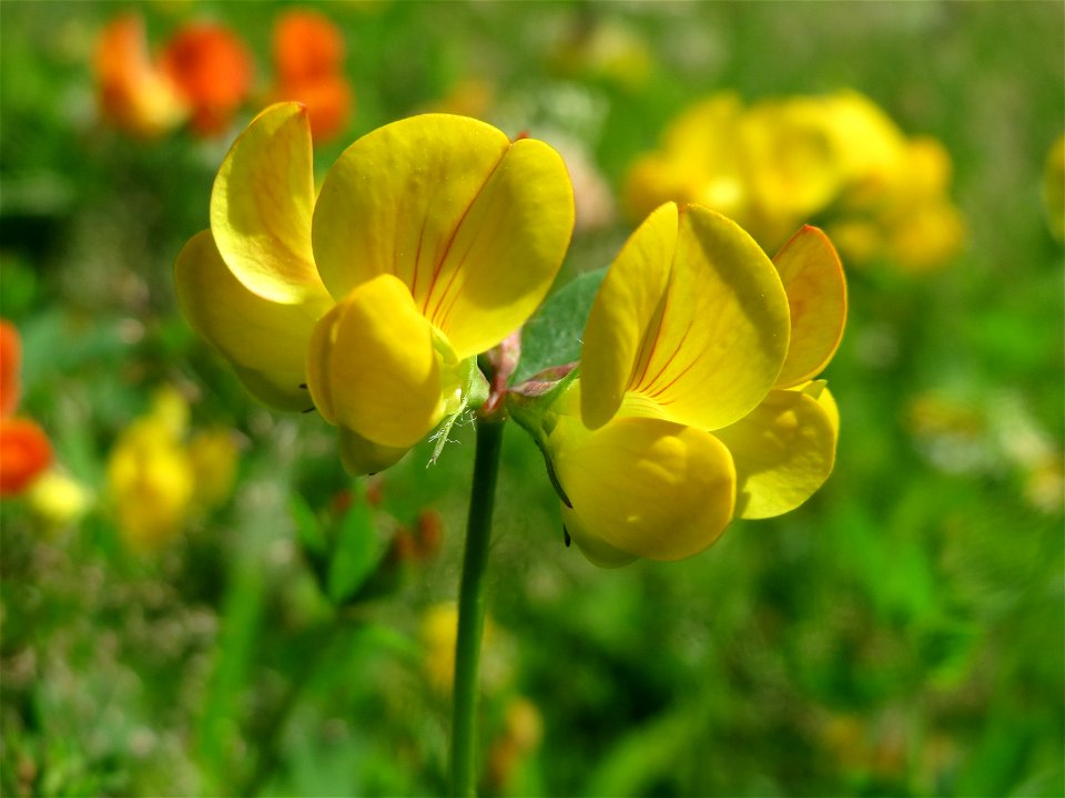 Gewöhnlicher Hornklee (Lotus corniculatus) im Neuenheimer Feld in Heidelberg