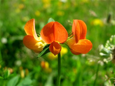 Gewöhnlicher Hornklee (Lotus corniculatus) im Neuenheimer Feld in Heidelberg