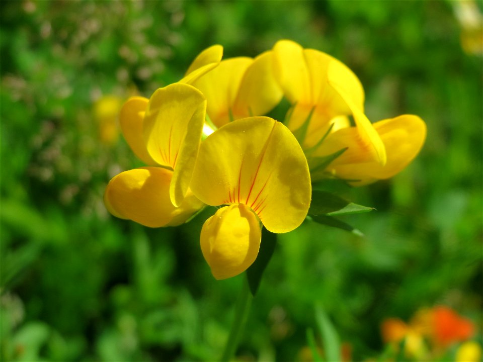 Gewöhnlicher Hornklee (Lotus corniculatus) im Neuenheimer Feld in Heidelberg