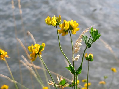 Sumpf-Hornklee (Lotus pedunculatus) an der Saar in Saarbrücken