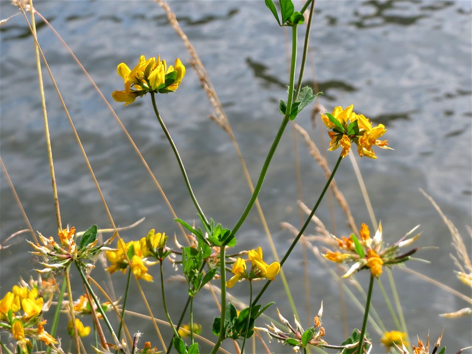 Sumpf-Hornklee (Lotus pedunculatus) an der Saar in Saarbrücken