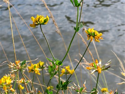 Sumpf-Hornklee (Lotus pedunculatus) an der Saar in Saarbrücken