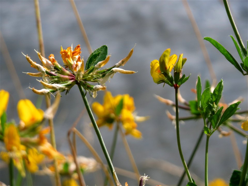 Sumpf-Hornklee (Lotus pedunculatus) an der Saar in Saarbrücken
