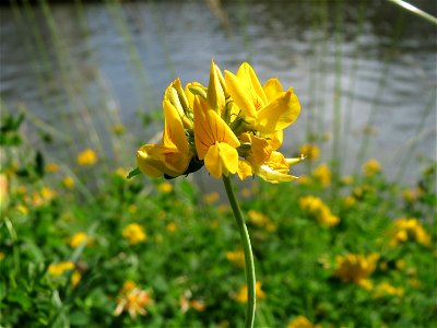 Sumpf-Hornklee (Lotus pedunculatus) an der Saar in Saarbrücken