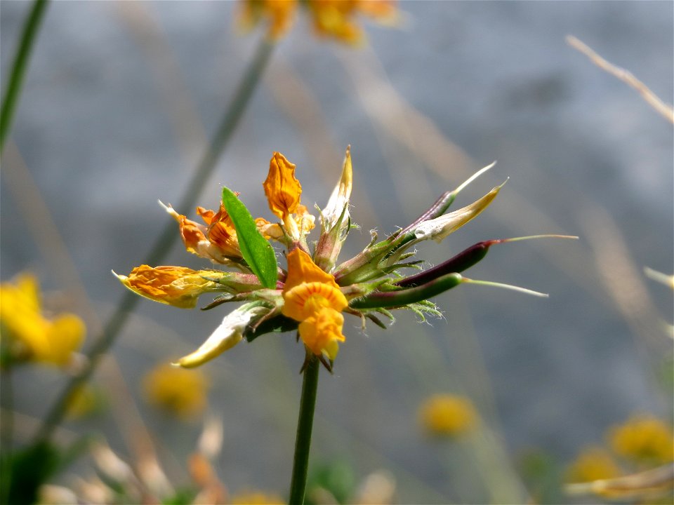 Sumpf-Hornklee (Lotus pedunculatus) an der Saar in Saarbrücken