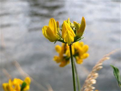 Sumpf-Hornklee (Lotus pedunculatus) an der Saar in Saarbrücken