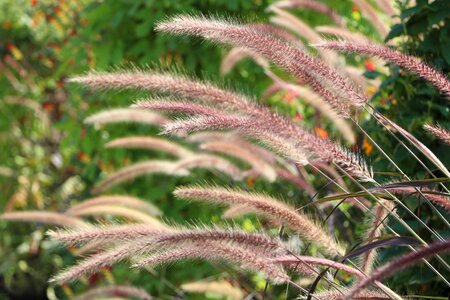 Botany garden plant