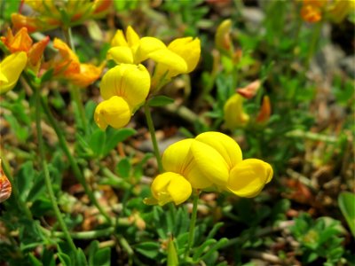 Gewöhnlicher Hornklee (Lotus corniculatus) in Bruchmühlbach-Miesau