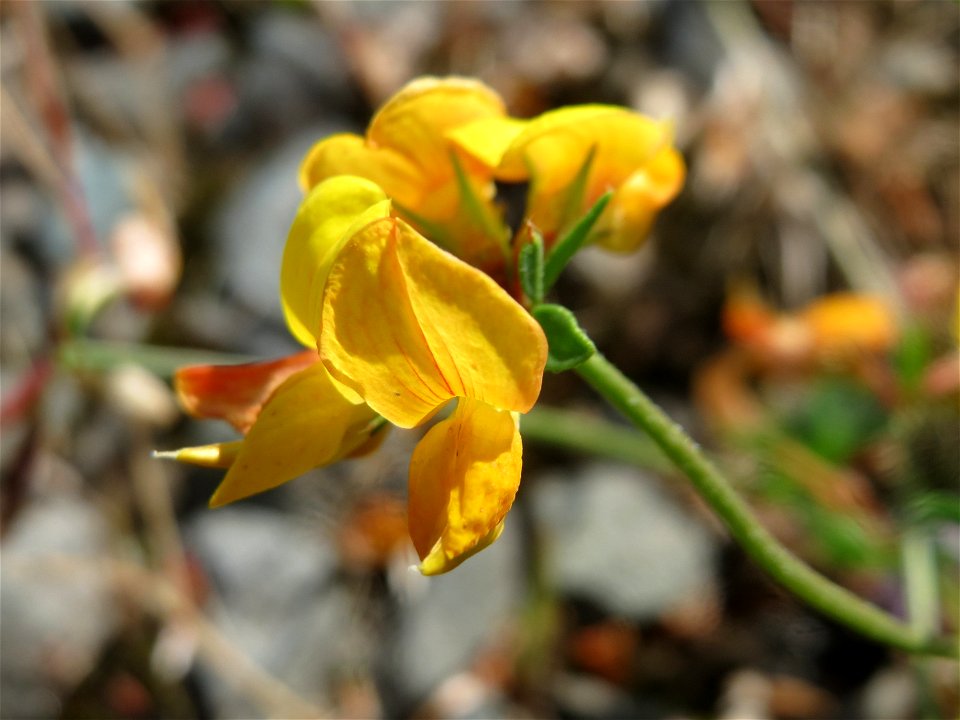 Gewöhnlicher Hornklee (Lotus corniculatus) in Bruchmühlbach-Miesau