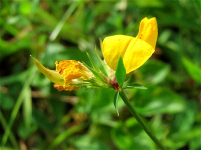 Gewöhnlicher Hornklee (Lotus corniculatus) im Schwetzinger Hardt - an der Bahnstrecke Mannheim-Karlsruhe findet sich ein kleines Sandmagerrasen-Biotop mit typischer Binnendünen-Vegetation