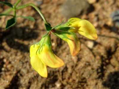 Gewöhnlicher Hornklee (Lotus corniculatus) in Hockenheim