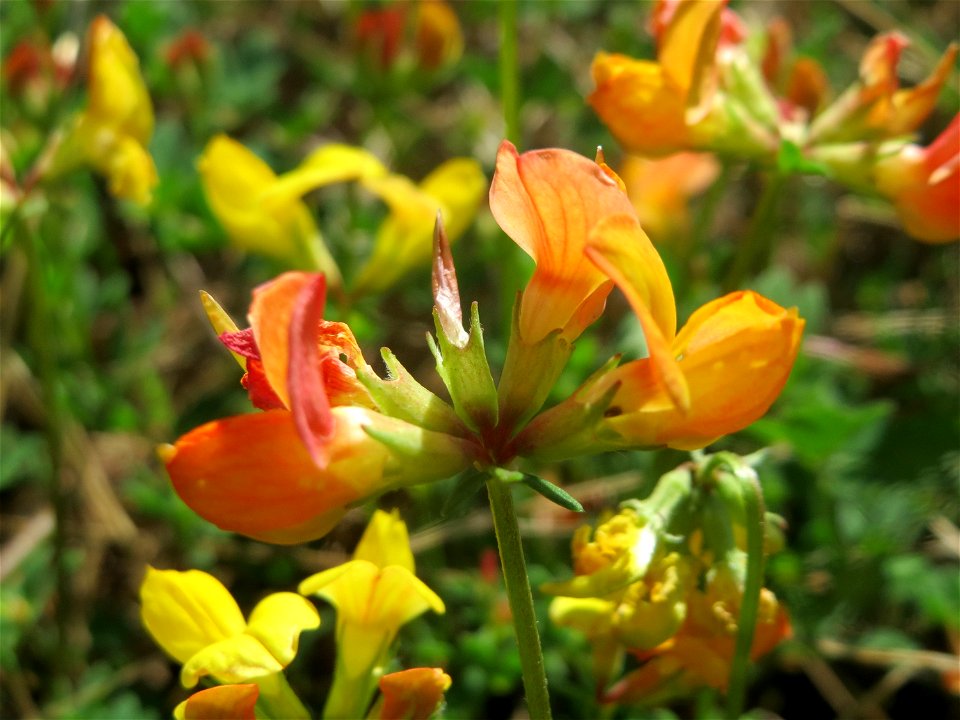 Gewöhnlicher Hornklee (Lotus corniculatus) am Bahnhof Bruchmühlbach-Miesau