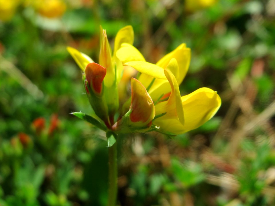 Gewöhnlicher Hornklee (Lotus corniculatus) am Bahnhof Bruchmühlbach-Miesau