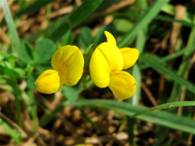 Gewöhnlicher Hornklee (Lotus corniculatus) im Almet bei Sankt Arnual